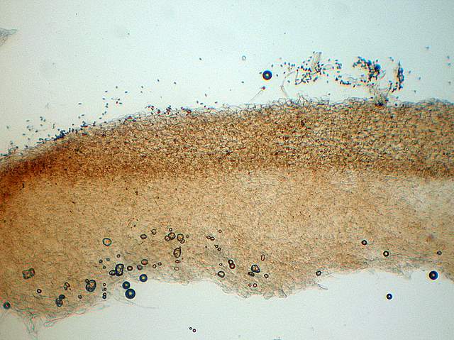 Psathyrella gossypina   (Bull.)   A. Pearson & Dennis